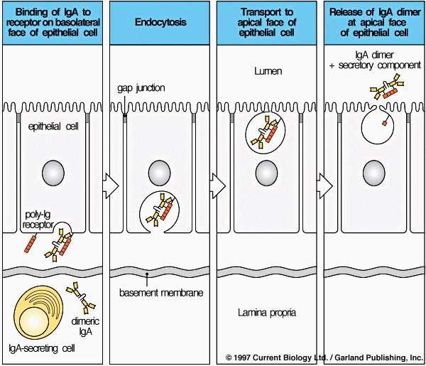 Fig. 11 A Transcitose de Acs nas Cels Epitelais da Mucosa do