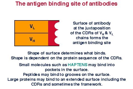 Bases da Especificidade do Sítio Combinatório dos Anticorpos A superfície do sítio combinatório do Ac, especialmente ao nível das CDRs de VH e de VL são as partes mais importantes para conferir