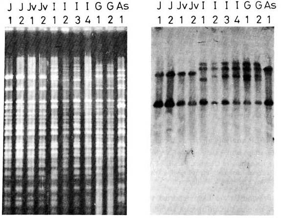 Análise do DNA mitocondrial de genótipos de arroz utilizando-se RFLP http://www.shigen.nig.ac.jp/rice/rgn/vol6/v6p153.