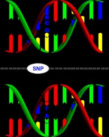 7) Single nucleotide polymorphism (SNP) Modificação de um único par de base no genoma que é diferente entre dois