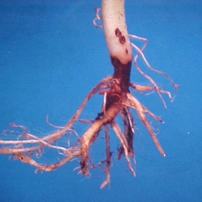 Rhizoctonia solani A planta atacada desenvolve