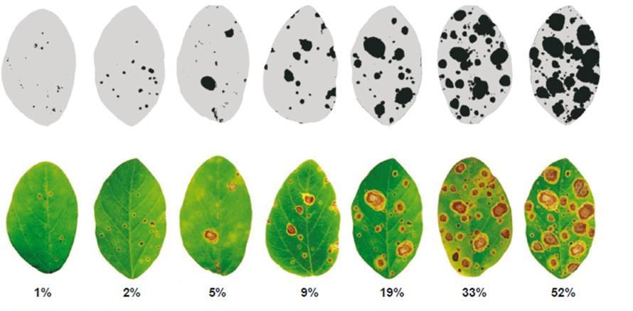 Corynespora cassiicola Escala diagramática para avaliação da severidade da mancha alvo da soja Rafael M.