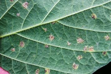 Peronospora manshurica A doença pode atingir toda a parte aérea das plantas.