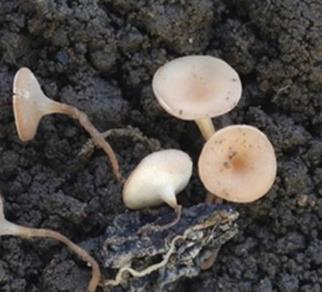 Sclerotinia sclerotiorum Pode sobreviver por vários anos na forma de escleródios no solo.