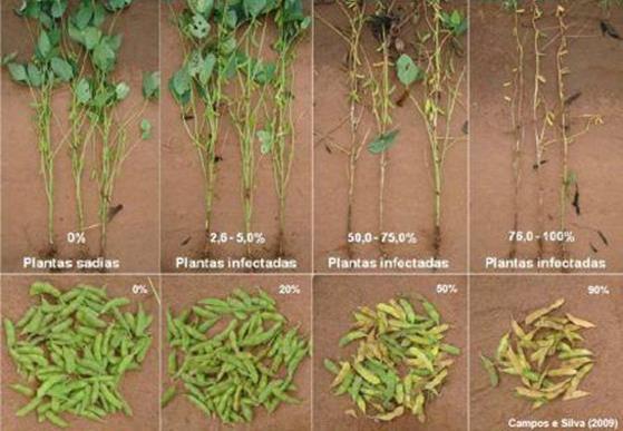 Sclerotinia sclerotiorum Potencial de