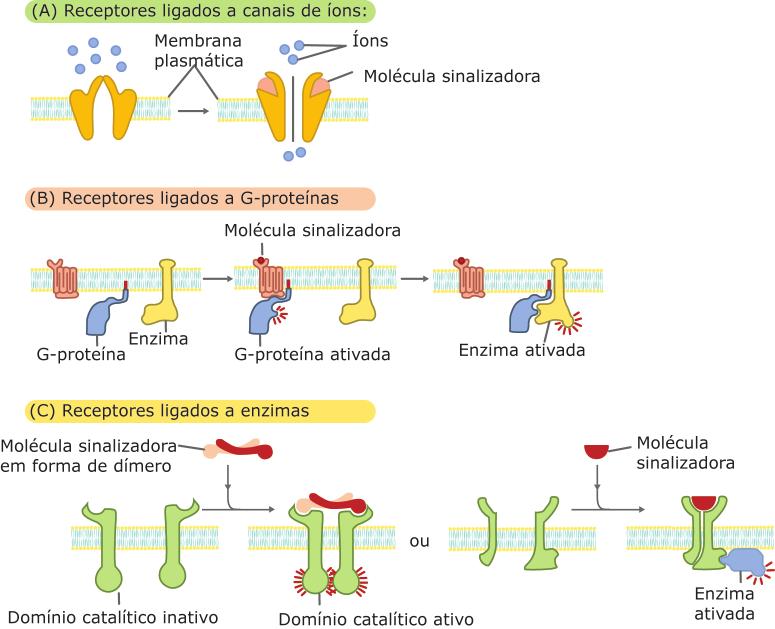 A ativação da proteína G ativa a enzima intracelular, acionando as reações metabólicas e a cascata enzimática de sinais.