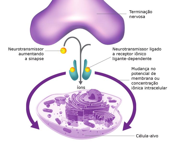 Eixo iológico P SC Figura 20: a despolarização da membrana plasmática ocasiona um influxo de Ca2+ na terminação nervosa, iniciando a secreção do neurotrasmissor Ca2+.