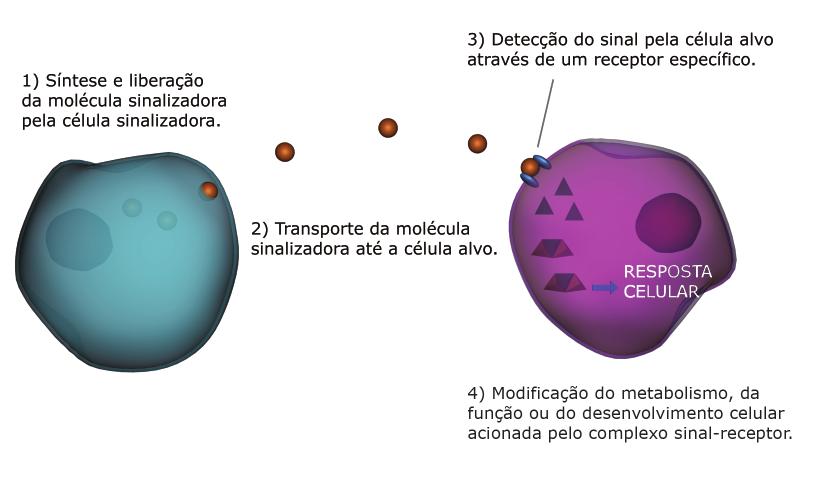 Eixo iológico P SC Figura 4: etapas da sinalização celular.