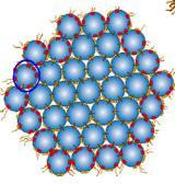 . Inclui: β-lactoglobulina, α-lactalbumina, Albumina, Imunoglobunias, Lactoferrina Caseína: parte proteica do leite que se precipita