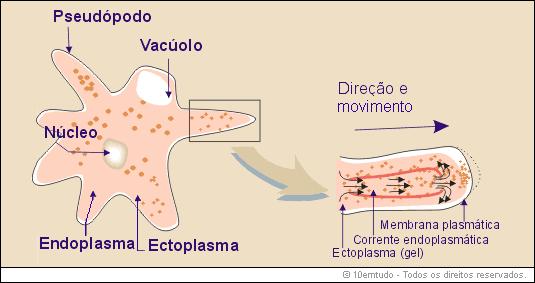 Citoesqueleto Ciclose: denominação do contínuo movimento de organelas citoplasmáticas e substâncias do citosol