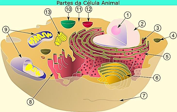 Citoplasma Citoesqueleto Centríolos (13) Organelas celulares: Retículo Endoplasmático Rugoso (5) Retículo