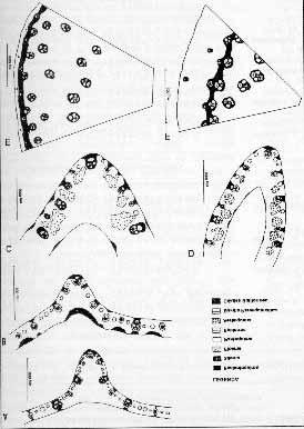 Área de tecidos de folhas e caules de Axonopus scoparius (Flügge) Kuhlm. e Axonopus fissifolius (Raddi) Kuhlm. 427 Figura 1 - Representação esquemática de secções transversais.