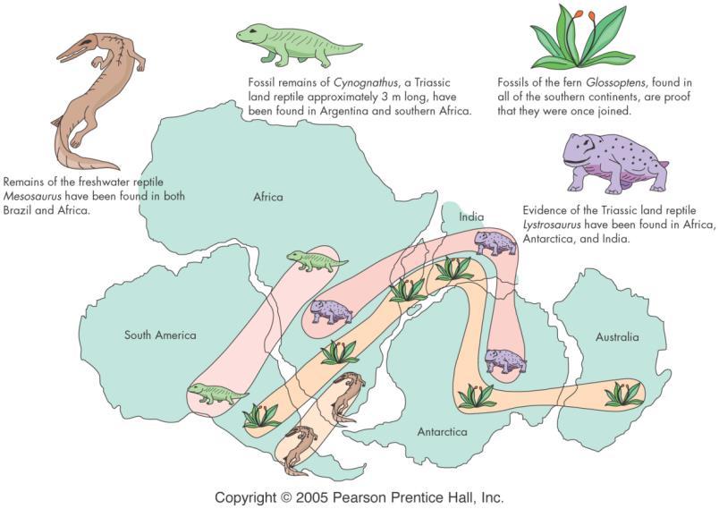 Distribuição de fósseis; Os fósseis encontrados desses seres vivos indicam que os continentes estavam juntos enquanto viveram.
