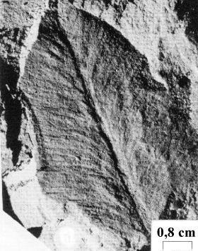 Exemplo de fóssil de 