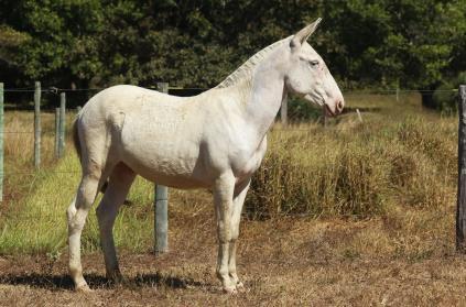 php?categoria=elite&id=594 HIATO VALE DO CRIXAS LOTE 001 GAMAO VALE DO CRIXAS 20 meses - Filho de Egua