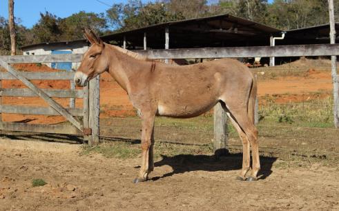 JOAO PRATA NETO ESTRELA FÊMEA - Nascto: 05/03/2015 - MULA LOTE 054 Filha de Moleque de Paiquere - Diadema MAAB x Fadinha MAAB(Alecrim  JOAO