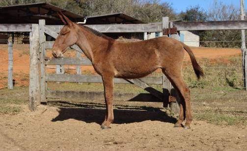 NETO ROCHEDO MACHO - Nascto: 05/11/2015 - BURRO LOTE 056 GRANFINO MACHO - Nascto: 01/06/2015 - BURRO Filhos de Moleque de Paiquere -