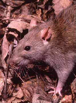 biológico) Rattus rattus : rato preto