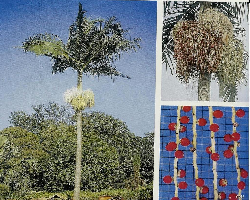 Um caso bem próximo: palmeira australiana na Reserva do IB Construção da Cidade Universitária + ajardinamentos palmeira Archontophoenix cunninghamiana H.Wendl.