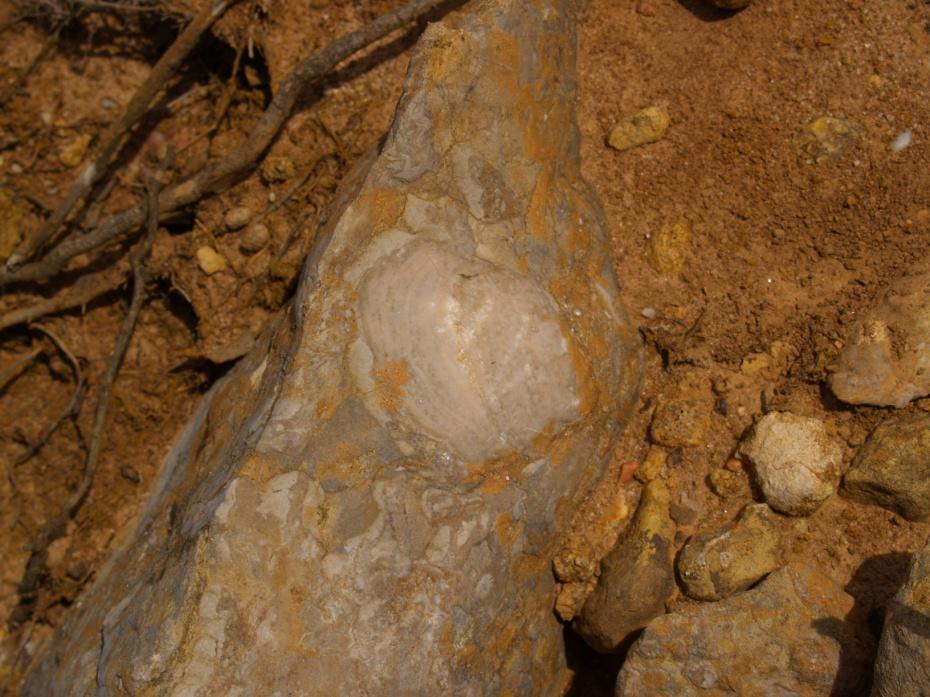 Unidade 3 Arenito fino (Anexo 9.2 - Imagem 5) Rocha sedimentar; Cor castanha; Dureza 3-3.