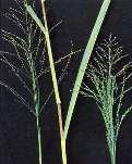 Panicum maximum - PANMA