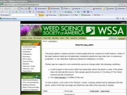 html c) Herbário (Exsicata) planta adulta: Exsicata é uma amostra de