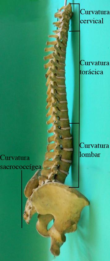 Figura 15.