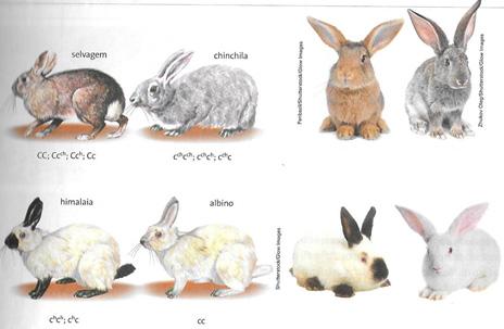 Herança da cor da pelagem em coelhos Coelhos podem apresentar quatro fenótipos, quanto à cor dos pelos: aguti ou selvagem, chinchila, himalaia e albino.