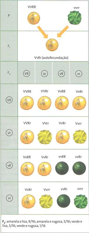 Figura 1: Cruzamento entre di-híbridos Os gametas são haploides e, assim, cada gameta possui apenas um alelo de cada gene, ou seja, um alelo que condiciona a forma e um que condiciona a cor da