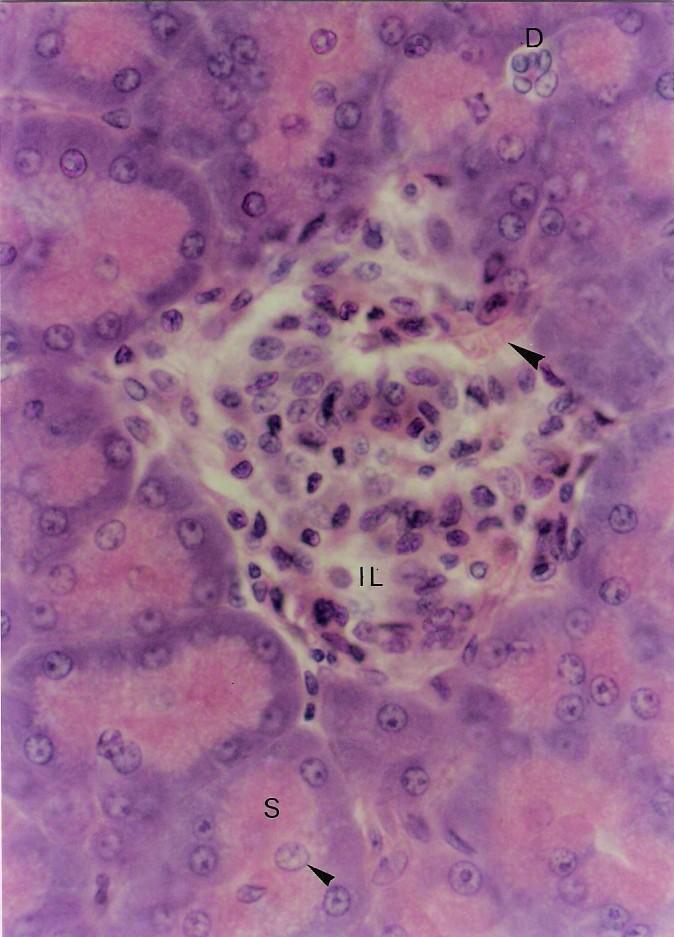 Os núcleos no centro dos ácinos são de células do ducto que penetram na porção secretora e são denominadas células centroacinosas ( ). HE.