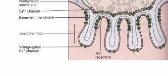 receptor nicotínico posiciona-se na crista da dobra juncional Os receptores de