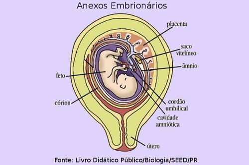 O saco amniótico ou bolsa amniótica ou âmnio é a bolsa onde o feto se desenvolve no líquido amniótico. O líquido amniótico tem várias funções, entre elas: 1.