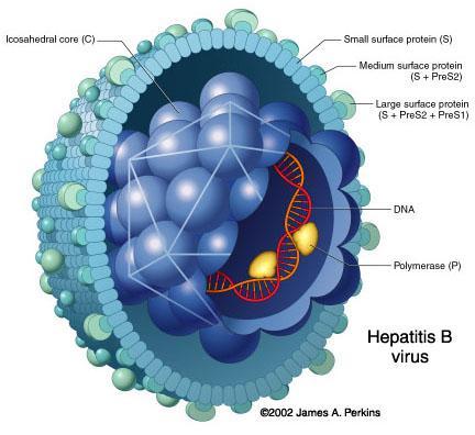 ETIOLOGIA Hepatite viral (5 tipos de vírus) Vírus da Hepatite B (HBV) Família: