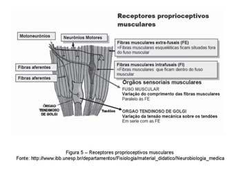 Receptores Sensoriais e Sistema Somatossensorial QUIMIORECEPTORES Receptores gustativos No homem as células gustativas (receptores) estão rodeadas por células de suporte e basais, formando uma papila