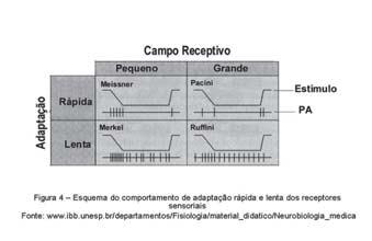 Fisiologia Básica Experimentamos constantemente a necessidade de examinar ativamente os objetos com as mãos para verificar características como textura, forma e peso.