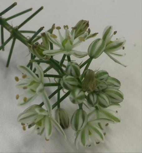 2 cm Figura 17. Inflorescência de estrela-de-belém (Ornithogalum sp.