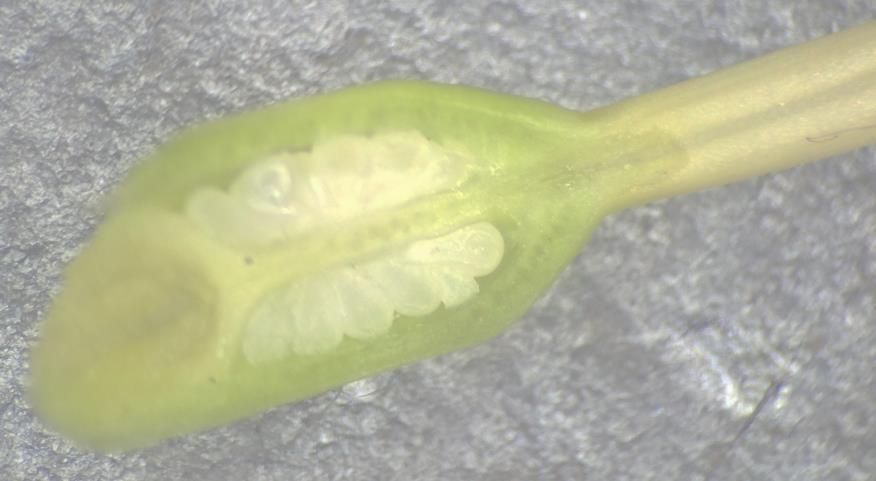 Figura 9. Ovário em secção longitudinal e transversal de Hemerocallis lilioasphodelus visto sob estereomicroscópio. Aumento de 25x.