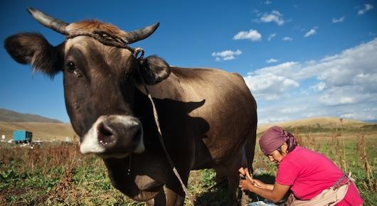 Objetivos do Ano Internacional Reconhecimento do papel da agricultura familiar Formulação de políticas que promovam a agricultura familiar sustentável Obter um melhor entendimento das necessidades,