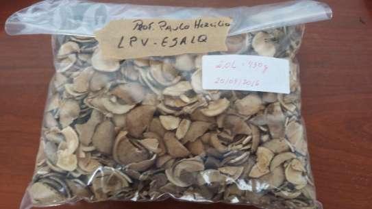 REF.: Pedido de Patente sob o título: Uso da casca do fruto seco de Sacha inchi (Plukenetia volubilis)
