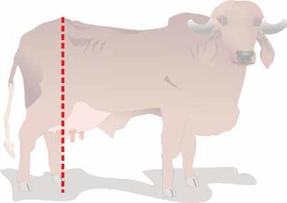 Estas vacas podem ser manejadas com mais facilidade e consumir menos alimento. Veja que a decisão depende do sistema de produção e do manejo que o produtor tem na sua propriedade. Atenção!