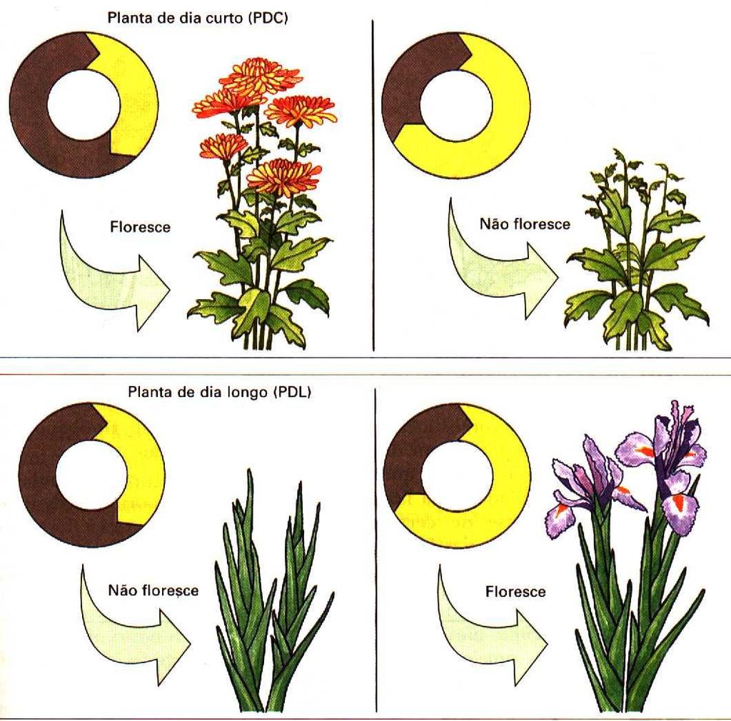 Fit. Fv = inibe a floração