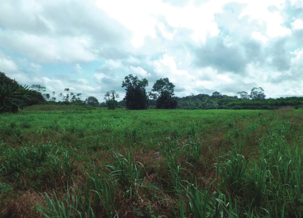 Épocas de Dessecação de Plantas Daninhas para Cultivo do Feijão-Caupi em Sistema Plantio Direto 3 A cultura do feijão-caupi desenvolve-se adequadamente em regiões com chuvas entre 300 mm e 500 mm
