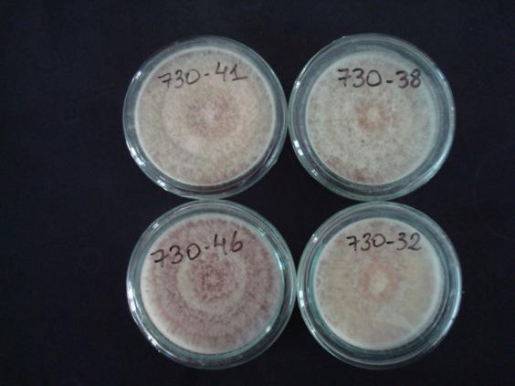3.4. Isolamento, extração de DNA e PCR Isolamentos fúngicos a partir de grãos de trigo foram feitos com o cultivo em meio semiseletivo para crescimento de Fusarium, descrito por Nash e Snyder (1962)