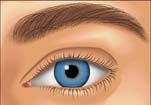 Principais Efeitos Antagonistas Muscarínico Midríase (dilatação das pupilas) Cicloplegia (paralisia da acomodação)