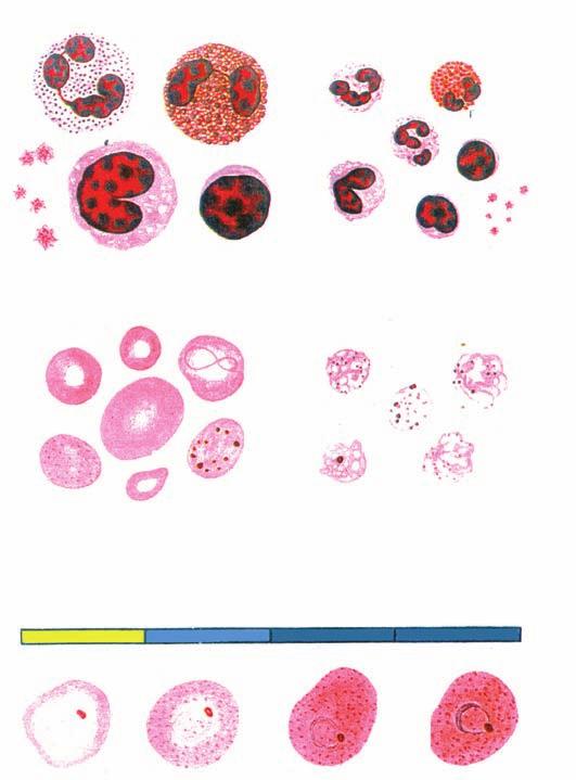 Manual de Diagnóstico Laboratorial da Malária Figura 7 P N E N N L E elementos do sangue em esfregaço e gota espessa.