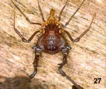 Gonyleptidae sp1