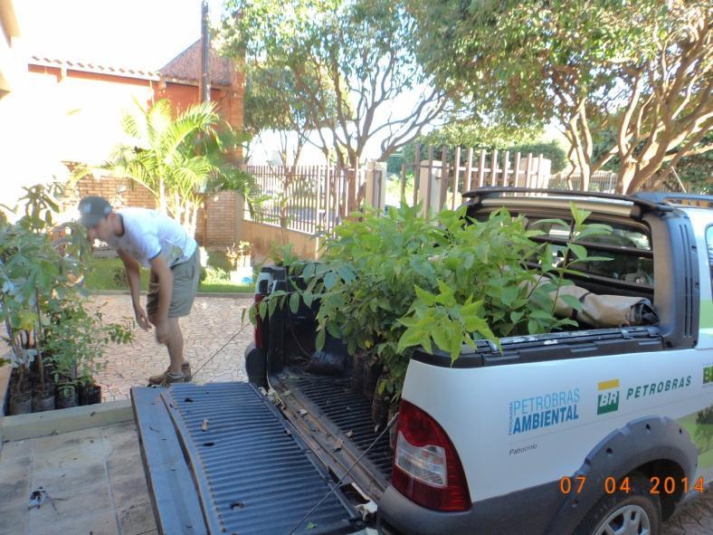 Carro sendo carregado com mudas