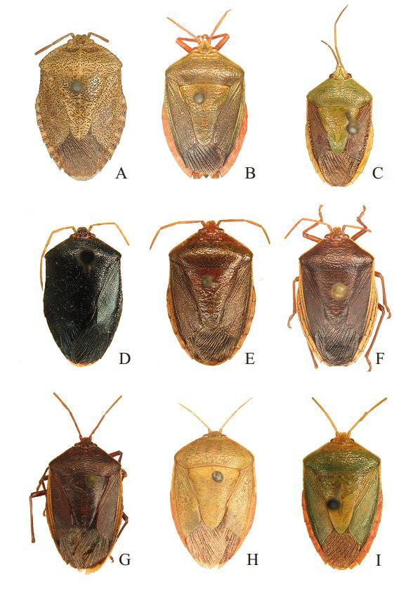 Figura 3: Superfície dorsal das espécies de Aceratodes. A: A. piperitius. B: A. fulvicornis. C: A. brasiliensis.