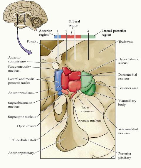 a. zona periventricular: controle neuro-endócrino b.