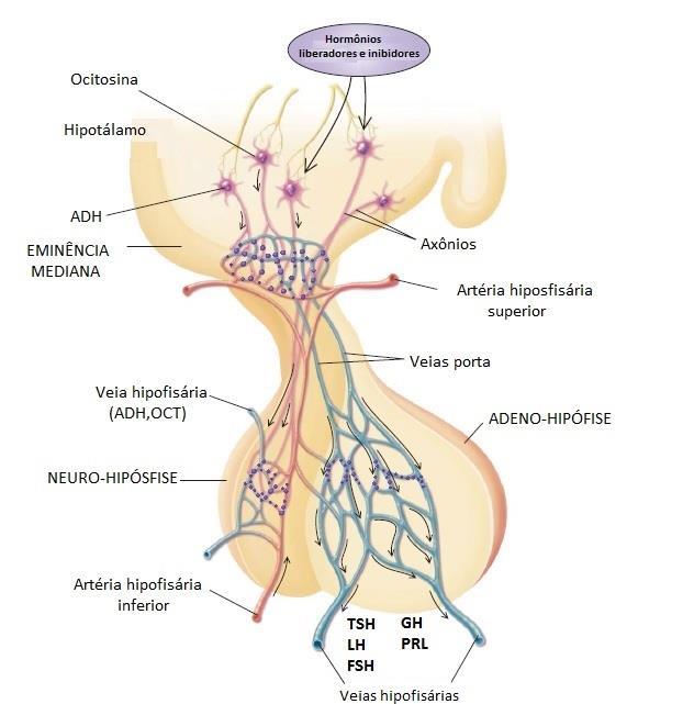Papel da zona periventricular do Hipotálamo O Hipotálamo é um centro neural